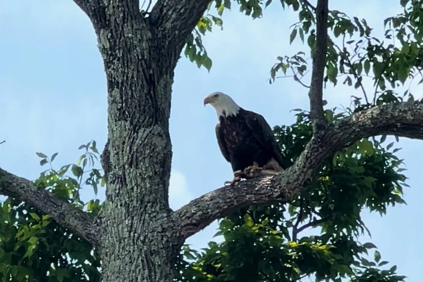 A bald eagle perched on a branch over Indian Lake.